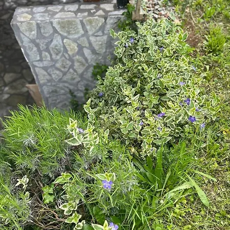 Markovi Konaci Lohovo ヴィラ Bihać